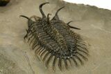 Short-Fork Walliserops Hammi Trilobite With Morocops #344580-6